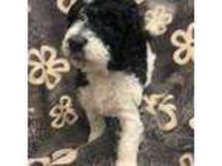 Mutt Puppy for sale in Hershey, PA, USA