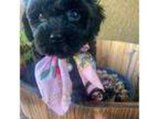 Shih-Poo Puppy for sale in Morehead City, NC, USA