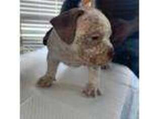 Mutt Puppy for sale in Clewiston, FL, USA