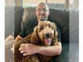 Labradoodle Puppy for sale in Queen Creek, AZ, USA