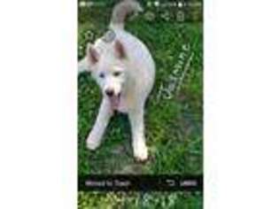 Siberian Husky Puppy for sale in Gaylesville, AL, USA