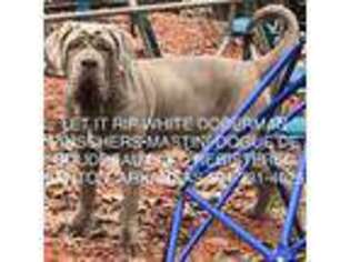 Neapolitan Mastiff Puppy for sale in Benton, AR, USA