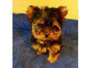 Yorkshire Terrier Puppy for sale in Orange, TX, USA
