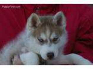 Siberian Husky Puppy for sale in Molalla, OR, USA