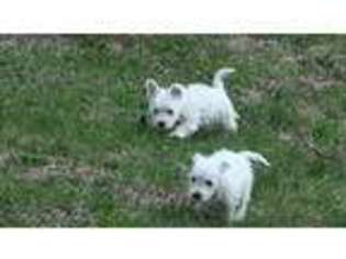West Highland White Terrier Puppy for sale in BOURBON, MO, USA