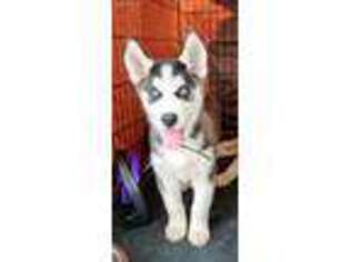 Siberian Husky Puppy for sale in Beckley, WV, USA