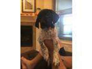 German Shorthaired Pointer Puppy for sale in Rogers, AR, USA