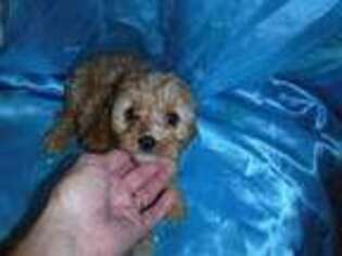 Cavapoo Puppy for sale in West Plains, MO, USA