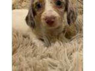 Dachshund Puppy for sale in Crossville, TN, USA