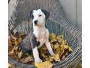 American Bulldog Puppy for sale in Quarryville, PA, USA