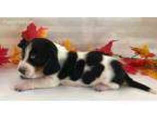 Basset Hound Puppy for sale in Augusta, GA, USA