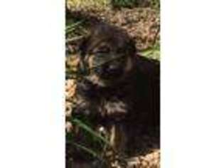 German Shepherd Dog Puppy for sale in Doe Run, MO, USA
