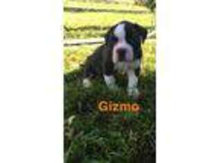American Bulldog Puppy for sale in Bloomer, WI, USA