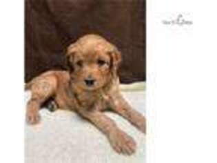 Goldendoodle Puppy for sale in Columbus, OH, USA