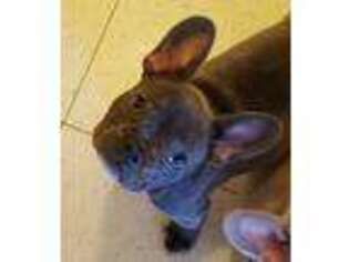 French Bulldog Puppy for sale in Ponchatoula, LA, USA