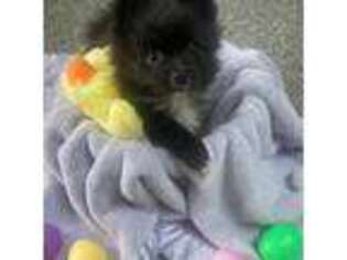 Pomeranian Puppy for sale in Manassas, VA, USA