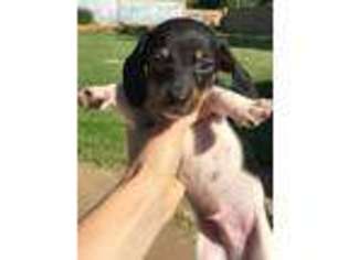 Dachshund Puppy for sale in Anadarko, OK, USA