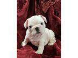 French Bulldog Puppy for sale in Crandall, TX, USA