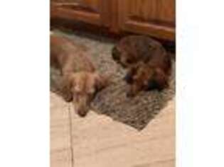 Dachshund Puppy for sale in Lakewood, NY, USA