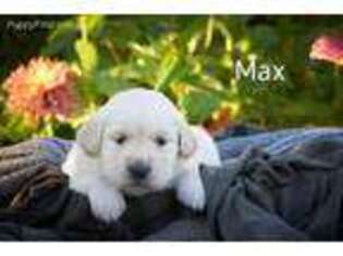 Mutt Puppy for sale in Chadron, NE, USA