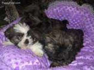 Shorkie Tzu Puppy for sale in Spokane, WA, USA