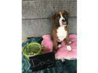 Boxer Puppy for sale in Marion, OH, USA