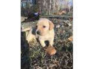 Labrador Retriever Puppy for sale in Prospect, VA, USA