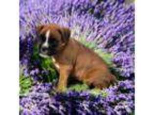 Boxer Puppy for sale in Luling, TX, USA