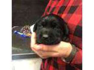 Labrador Retriever Puppy for sale in Middleburg, VA, USA