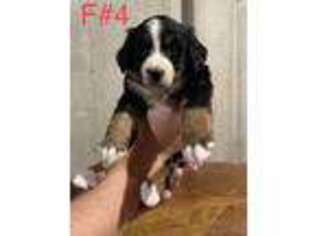 Bernese Mountain Dog Puppy for sale in Argonne, WI, USA