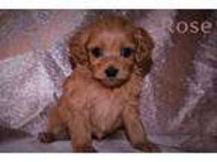 Cavapoo Puppy for sale in Cookeville, TN, USA