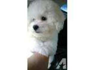 Bichon Frise Puppy for sale in CLEARWATER, FL, USA
