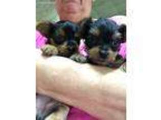 Yorkshire Terrier Puppy for sale in Prosperity, PA, USA
