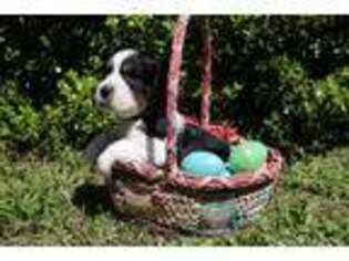 English Springer Spaniel Puppy for sale in Comer, GA, USA