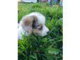 Pembroke Welsh Corgi Puppy for sale in Parkman, ME, USA