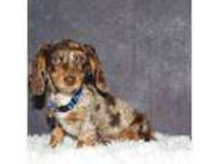 Dachshund Puppy for sale in Independence, IA, USA
