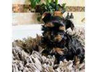 Yorkshire Terrier Puppy for sale in Panama City Beach, FL, USA