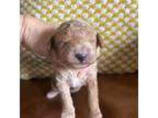 Mutt Puppy for sale in Arabi, GA, USA