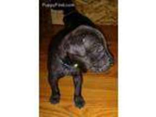 Great Dane Puppy for sale in Ethridge, TN, USA