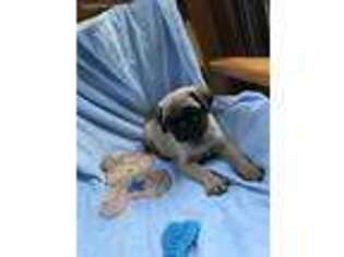 Pug Puppy for sale in Big Prairie, OH, USA