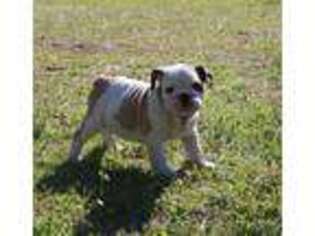 Bulldog Puppy for sale in Atlanta, TX, USA