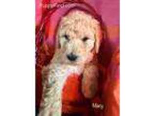 Goldendoodle Puppy for sale in Bennett, CO, USA