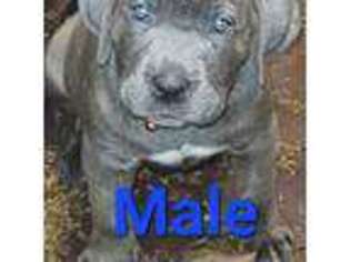 Cane Corso Puppy for sale in Redford, MI, USA