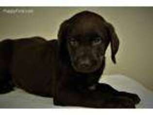 Labrador Retriever Puppy for sale in Weatherford, TX, USA