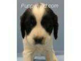 English Springer Spaniel Puppy for sale in Strasburg, CO, USA