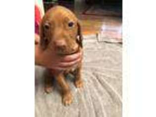 Vizsla Puppy for sale in Pampa, TX, USA