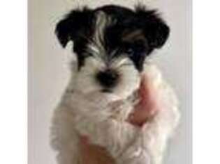 Mutt Puppy for sale in Oakley, ID, USA