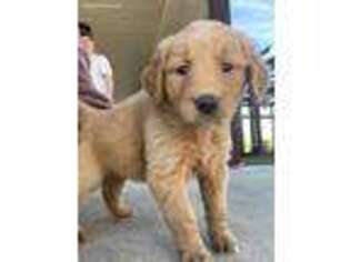 Goldendoodle Puppy for sale in Alma, AR, USA