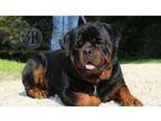 Rottweiler Puppy for sale in Bargersville, IN, USA