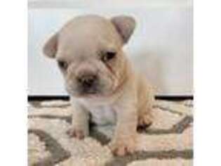 French Bulldog Puppy for sale in Springville, UT, USA